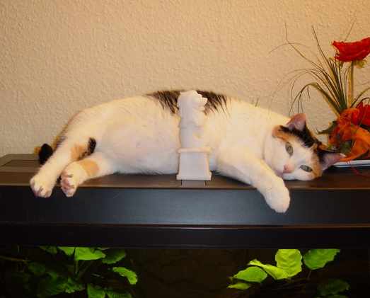 Pebbles auf dem Aquarium