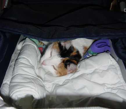 Pebbles im Kinderwagen